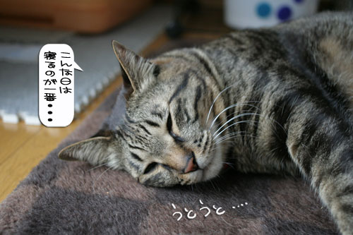 あたりは一面みぞれ世界_d0355333_16371046.jpg