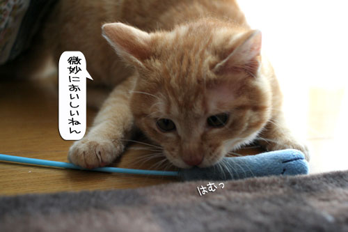 あたりは一面みぞれ世界_d0355333_16371092.jpg