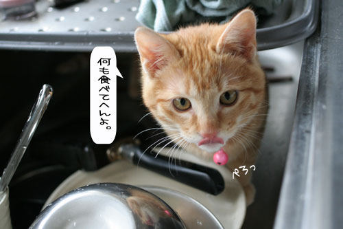 あたりは一面みぞれ世界_d0355333_16371151.jpg