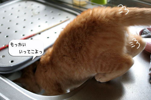 あたりは一面みぞれ世界_d0355333_16371332.jpg