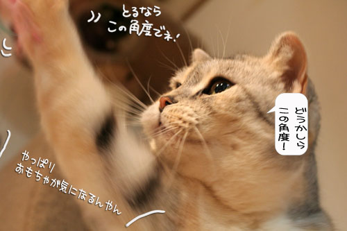 活発子猫とおっとりスコ猫_d0355333_16371953.jpg