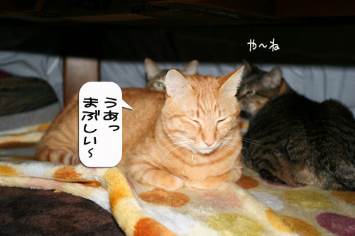 祝★特別賞受賞_d0355333_16372151.jpg