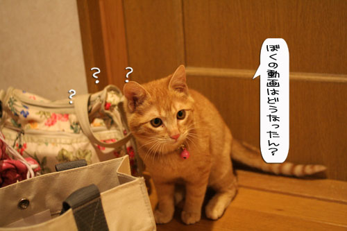 祝★特別賞受賞_d0355333_16372338.jpg