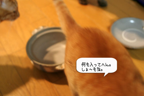 オツトカレー de ねこ鍋_d0355333_16372714.jpg
