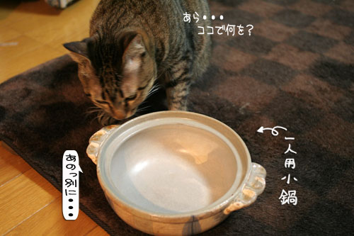 オツトカレー de ねこ鍋_d0355333_16372856.jpg