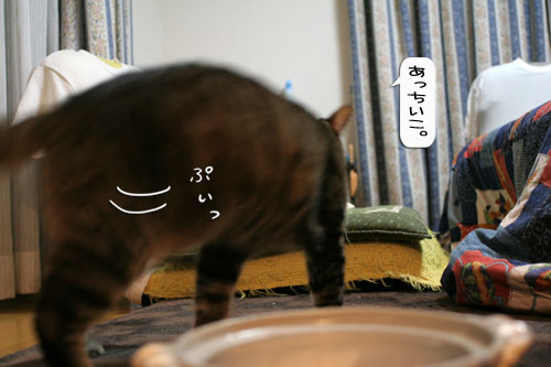 オツトカレー de ねこ鍋_d0355333_16372910.jpg