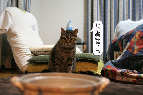 オツトカレー de ねこ鍋_d0355333_16372984.jpg