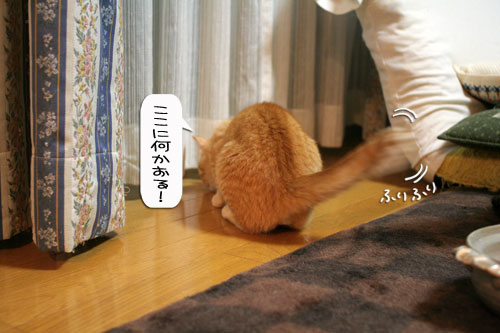 オツトカレー de ねこ鍋_d0355333_16373041.jpg