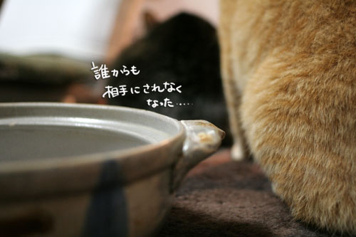 オツトカレー de ねこ鍋_d0355333_16373187.jpg