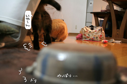 オツトカレー de ねこ鍋_d0355333_16373261.jpg