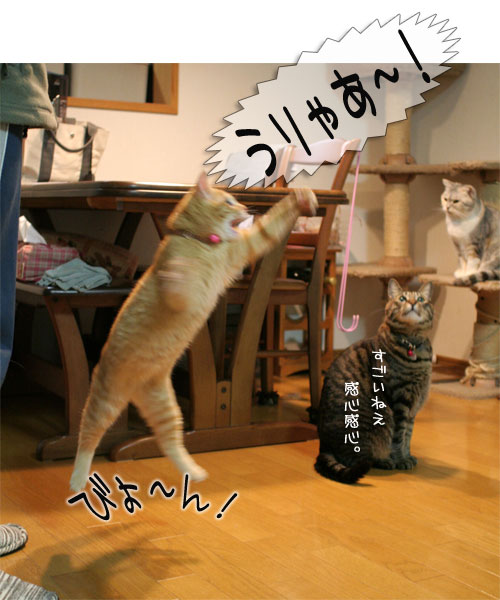 オツトカレー de ねこ鍋_d0355333_16373504.jpg
