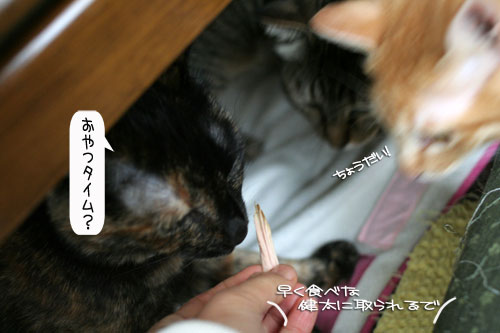 にゃん友さんがやってきた★_d0355333_16373715.jpg