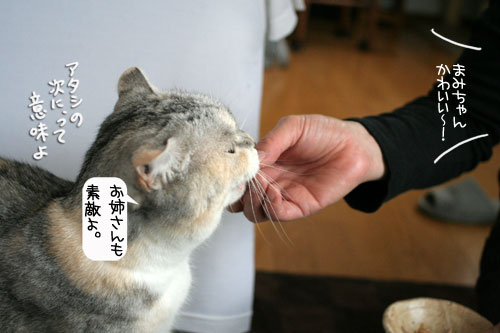 にゃん友さんがやってきた★_d0355333_16373929.jpg
