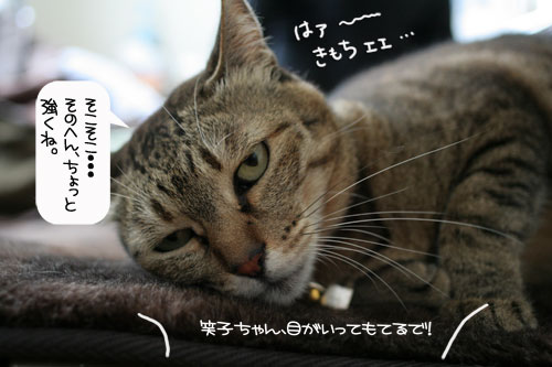にゃん友さんがやってきた★_d0355333_16374045.jpg