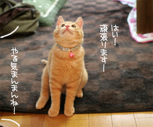 にゃん友さんがやってきた★_d0355333_16374306.jpg