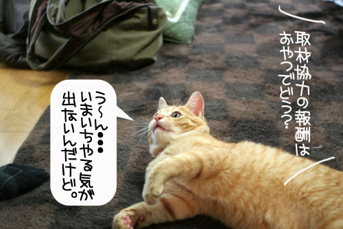 にゃん友さんがやってきた★_d0355333_16374382.jpg