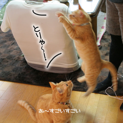 にゃん友さんがやってきた★_d0355333_16374445.jpg