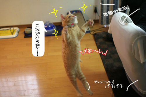にゃん友さんがやってきた★_d0355333_16374534.jpg