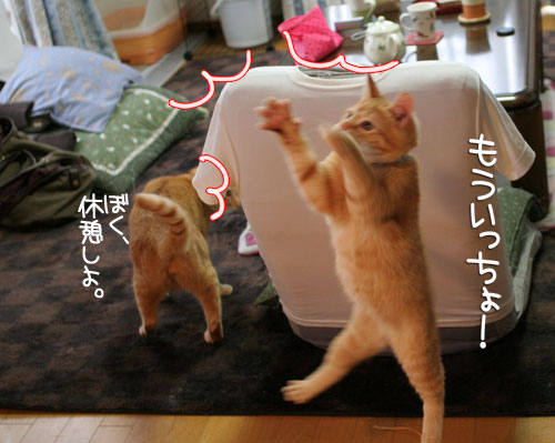 にゃん友さんがやってきた★_d0355333_16374553.jpg