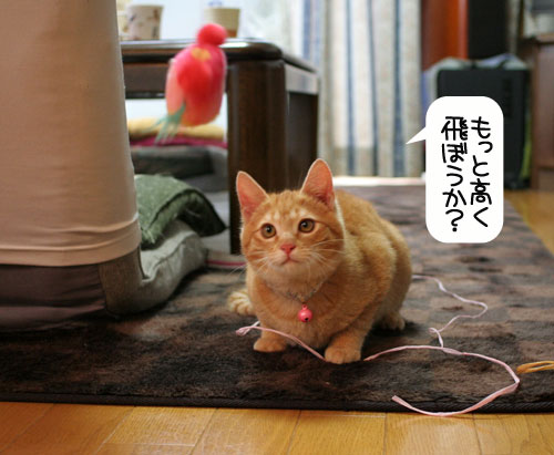 にゃん友さんがやってきた★_d0355333_16374614.jpg