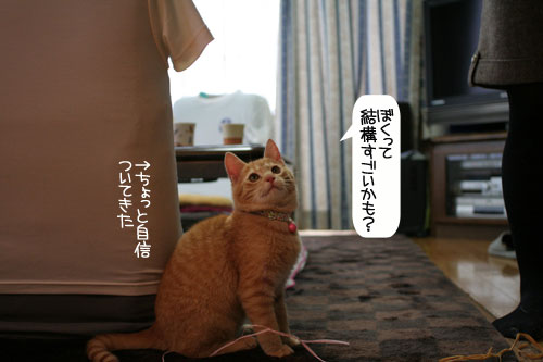 にゃん友さんがやってきた★_d0355333_16374645.jpg
