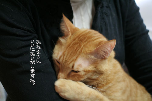 にゃん友さんがやってきた★_d0355333_16374772.jpg