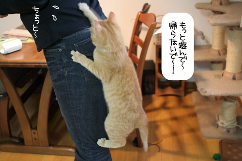 にゃん友さんがやってきた★_d0355333_16374883.jpg
