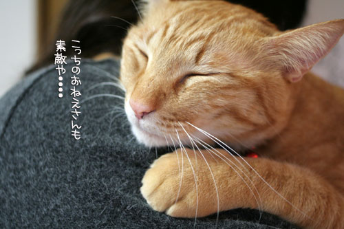 にゃん友さんがやってきた★_d0355333_16374896.jpg
