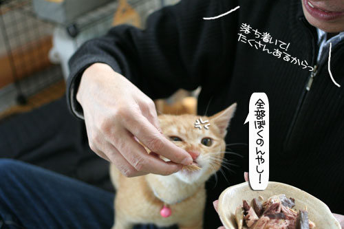 健太くんのお見合い報告_d0355333_16375162.jpg