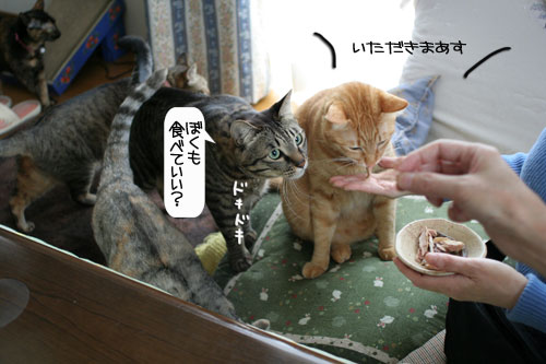 健太くんのお見合い報告_d0355333_16375244.jpg