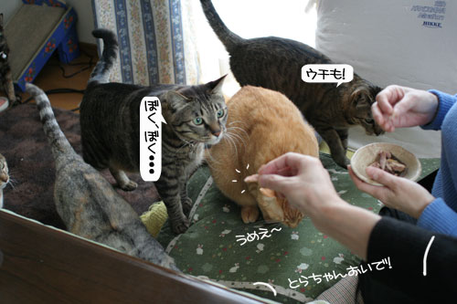 健太くんのお見合い報告_d0355333_16375251.jpg