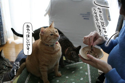 健太くんのお見合い報告_d0355333_16375302.jpg