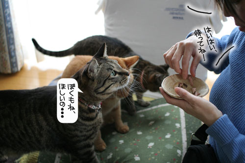 健太くんのお見合い報告_d0355333_16375495.jpg