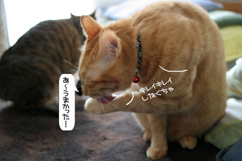 健太くんのお見合い報告_d0355333_16375564.jpg