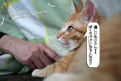 健太くんのお見合い報告_d0355333_16375608.jpg