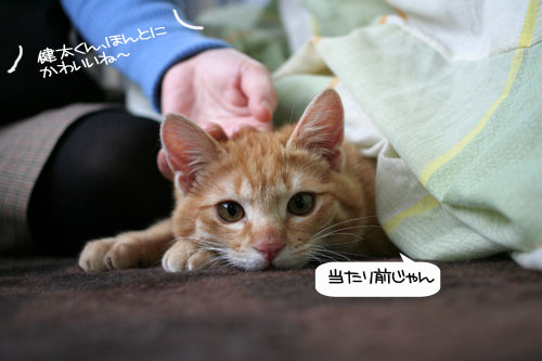 健太くんのお見合い報告_d0355333_16375645.jpg