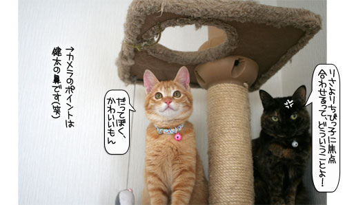 健太くんのお見合い報告_d0355333_16375796.jpg