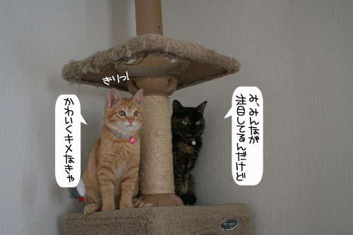 健太くんのお見合い報告_d0355333_16375799.jpg