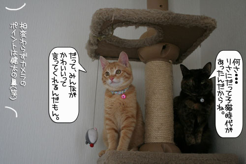 健太くんのお見合い報告_d0355333_16375870.jpg