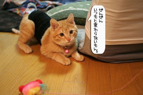 ネコ服と暖かい過し方_d0355333_16382004.jpg
