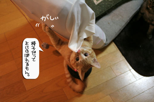 ネコ服と暖かい過し方_d0355333_16382097.jpg