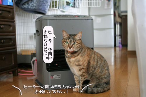 ネコ服と暖かい過し方_d0355333_16382329.jpg