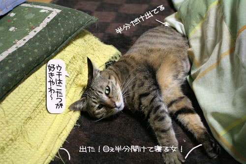 ネコ服と暖かい過し方_d0355333_16382480.jpg