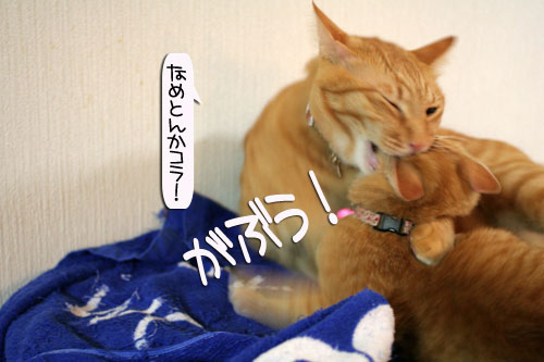 シッコ爆弾投下!_d0355333_16383246.jpg
