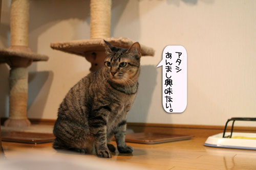 爆弾が去り・・・_d0355333_16383777.jpg