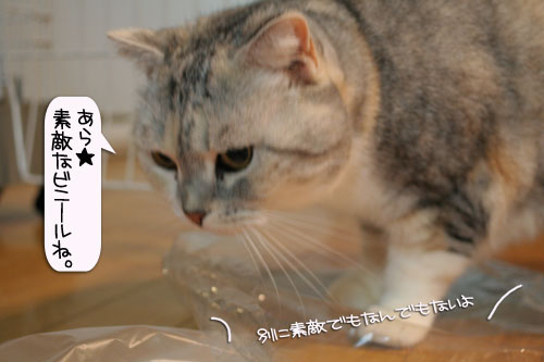 爆弾が去り・・・_d0355333_16383887.jpg