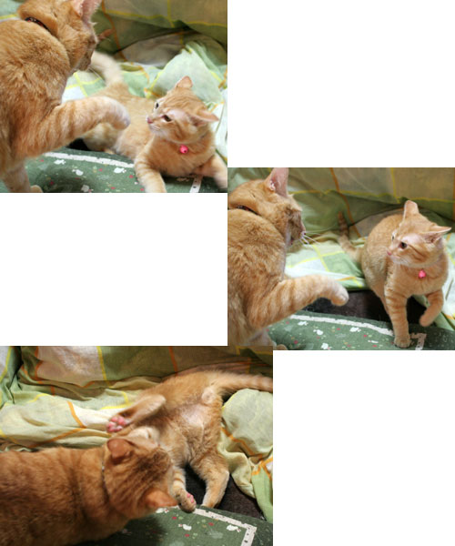 爆弾が去り・・・_d0355333_16383951.jpg