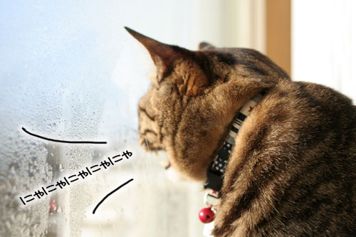 朝日は猫と相性がいい_d0355333_16384187.jpg