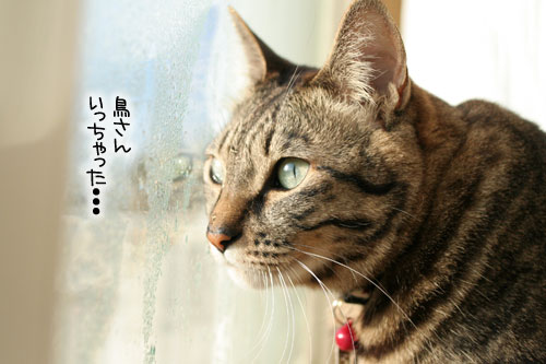 朝日は猫と相性がいい_d0355333_16384196.jpg