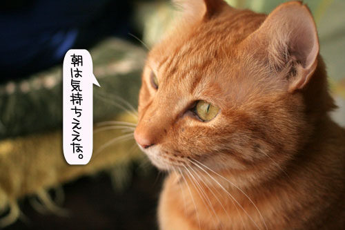朝日は猫と相性がいい_d0355333_16384274.jpg